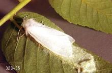 Image related to Birch (Betula)-Fall webworm