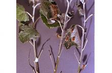 Image related to Cottonwood (Populus)-Satin moth