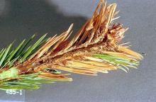 Image related to Pine (Pinus)-Coneworm and shoot moth